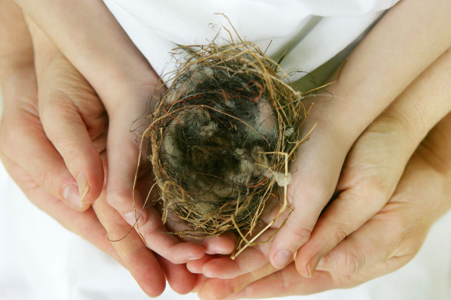 Manos adultas y manos infantiles sosteniendo un nido vacío